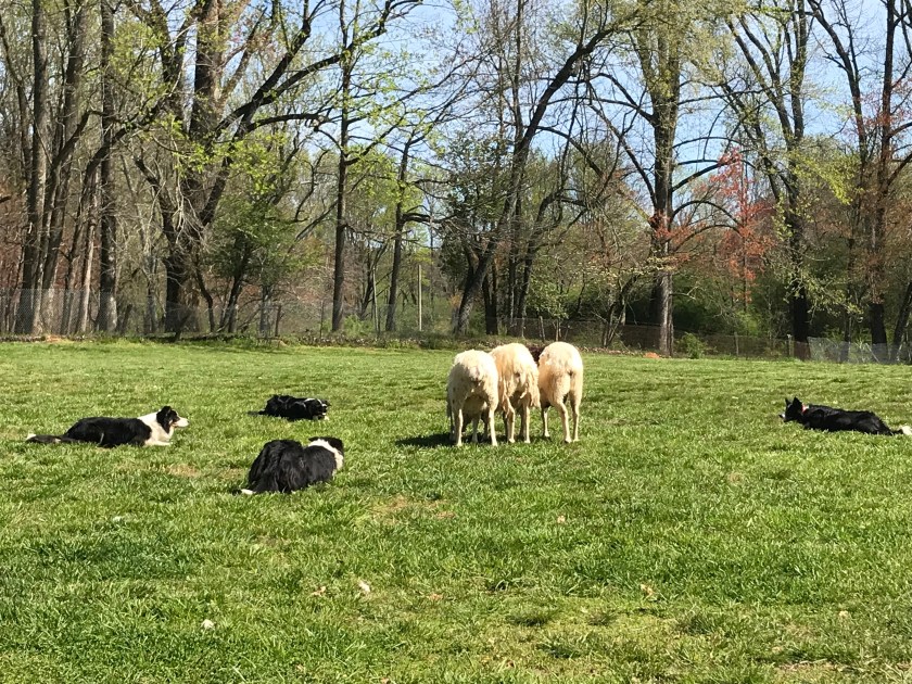 dq3QZCNwRw2NdzuVVcdrEQ